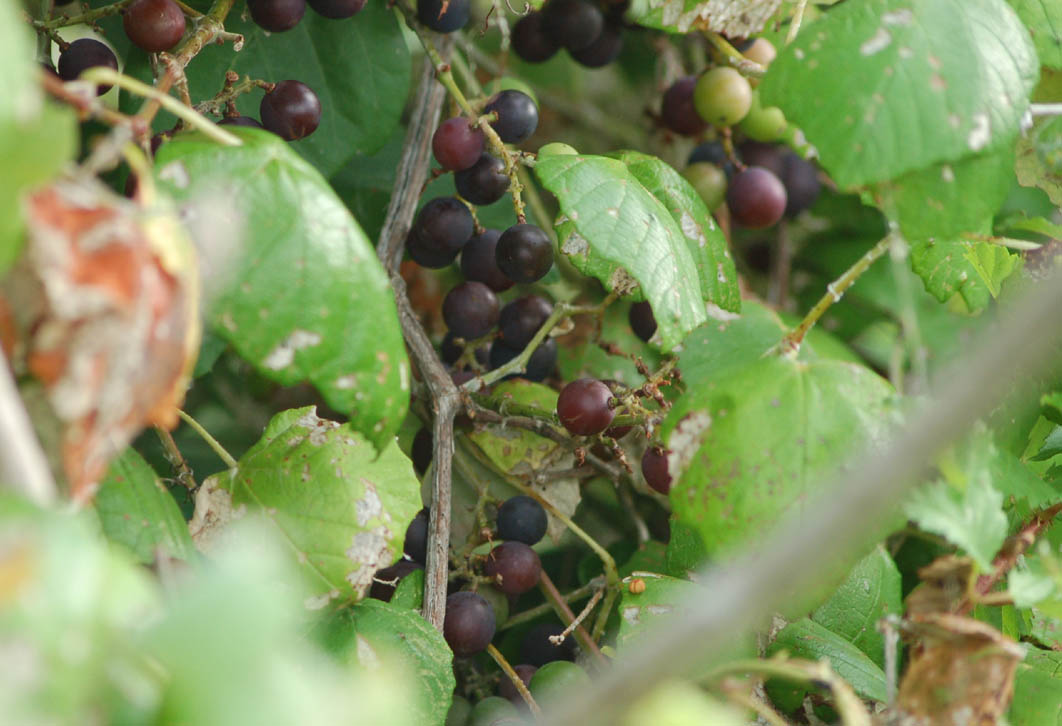 Grapes61310.jpg